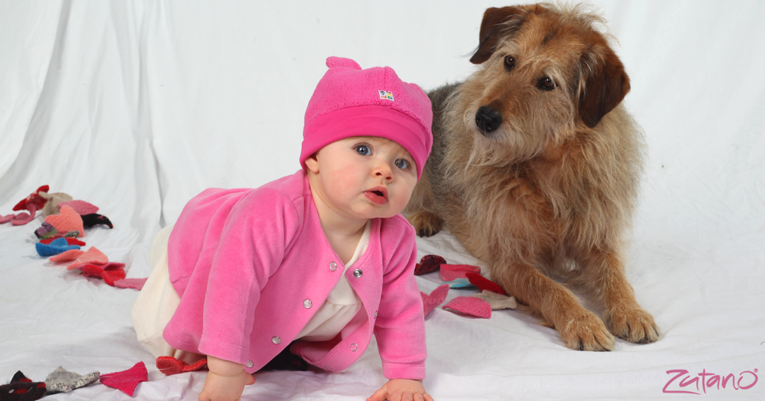 Tips on introducing your new baby to a family pet